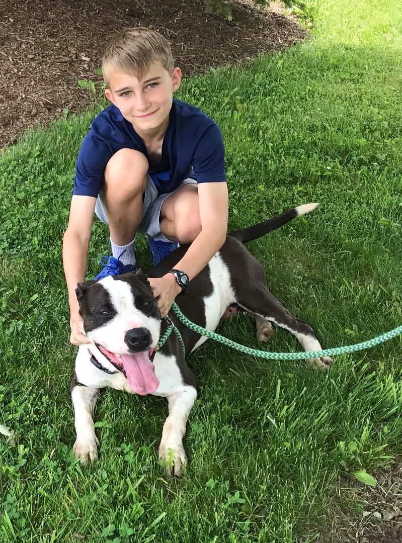 Enlarge Kiki - lovable & happy, a Adoptable American Staffordshire Terrier in Montclair, NJ image 6/6