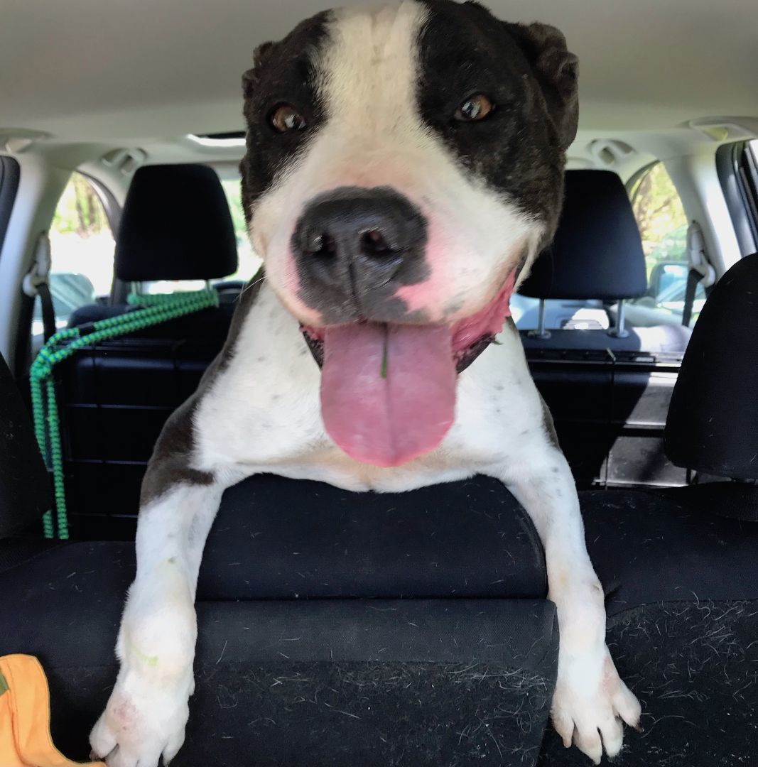 Enlarge Kiki - lovable & happy, a Adoptable American Staffordshire Terrier in Montclair, NJ image 3/6