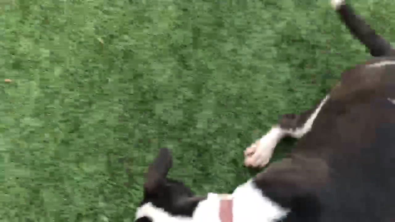 Enlarge Kiki - lovable & happy, a Adoptable American Staffordshire Terrier in Montclair, NJ video 4/6