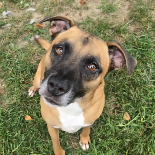 25-00966 Chomper, Adoptable, Senior Male Labrador Retriever.