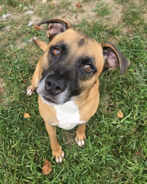 Enlarge 25-00966 Chomper, a Adoptable mixed breed in Fredericksburg, VA image 1/2