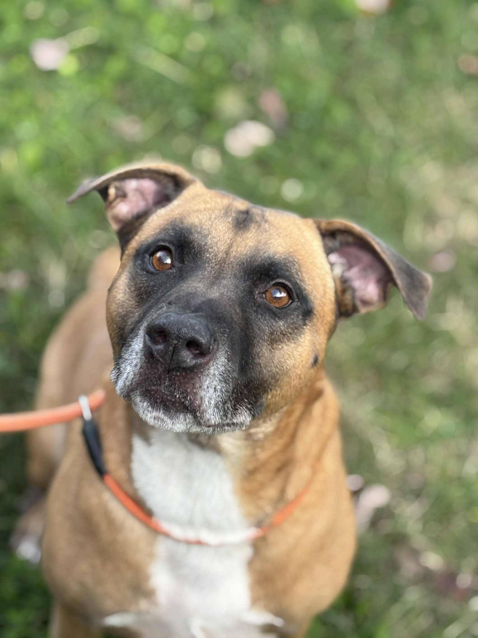 Enlarge 25-00966 Chomper, a Adoptable mixed breed in Fredericksburg, VA image 2/2