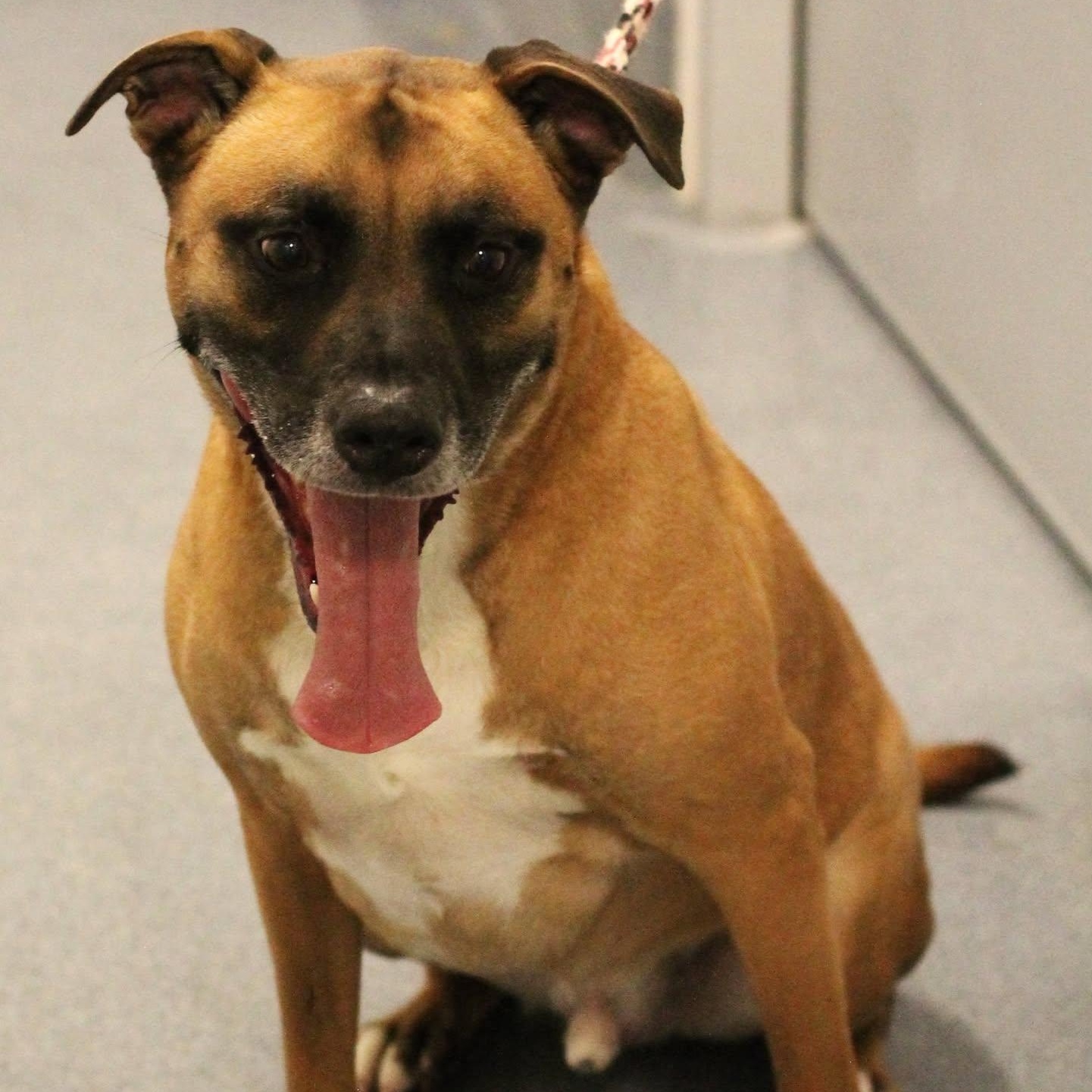 25-00966 Chomper, Adoptable, Senior Male Labrador Retriever.