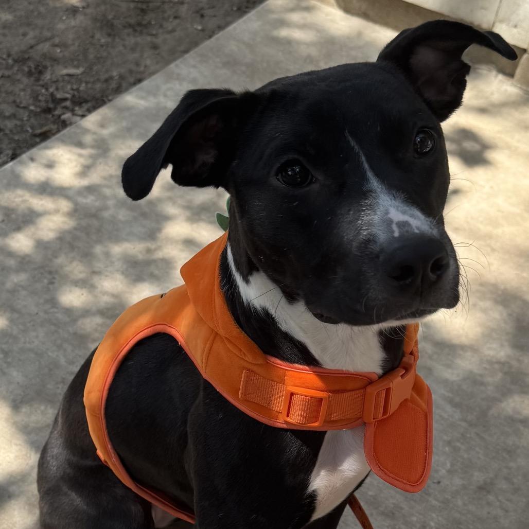 Penelope, Adoptable, Young Female Labrador Retriever.