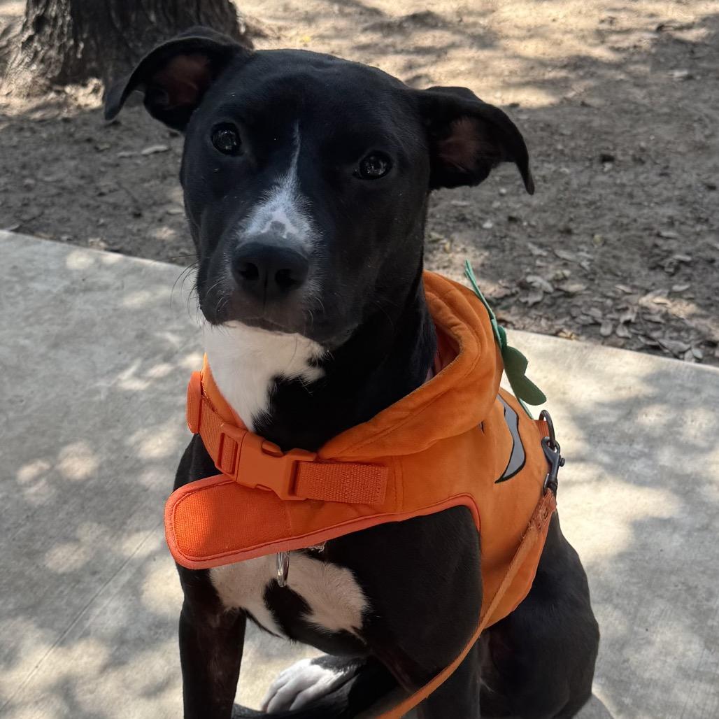 Enlarge Penelope, a Adoptable Labrador Retriever in San Antonio, TX image 2/2