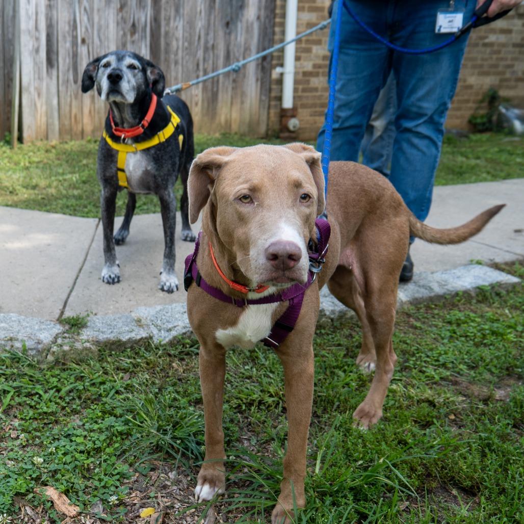 Ronnie, a Adoptable Mixed Breed in Baltimore, MD image 1/6