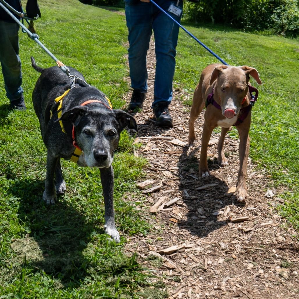 Ronnie, a Adoptable Mixed Breed in Baltimore, MD image 2/6