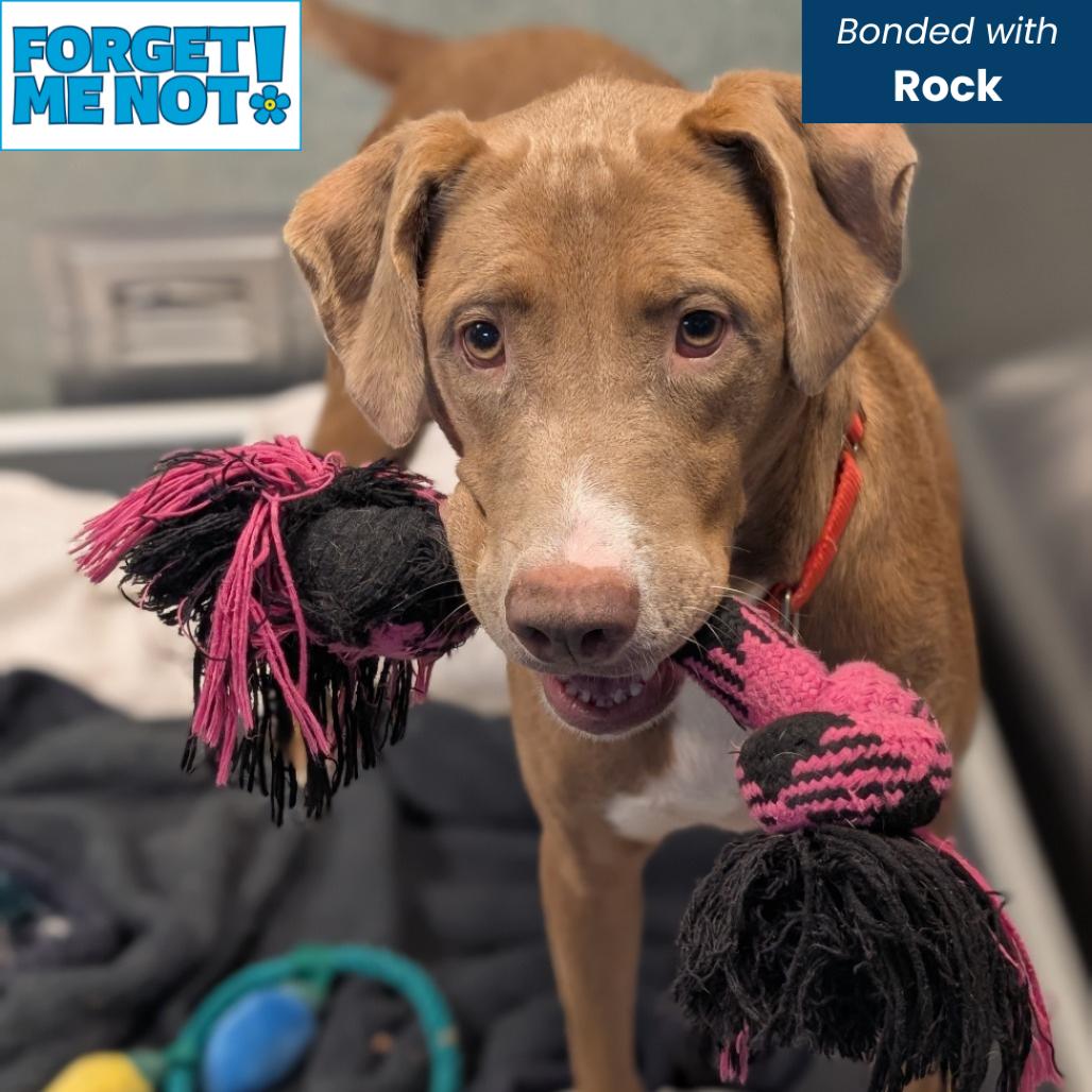 Ronnie, a Adoptable Mixed Breed in Baltimore, MD image 3/6