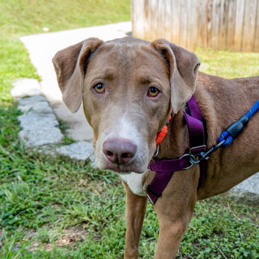 Ronnie, a Adoptable Mixed Breed in Baltimore, MD image 4/6