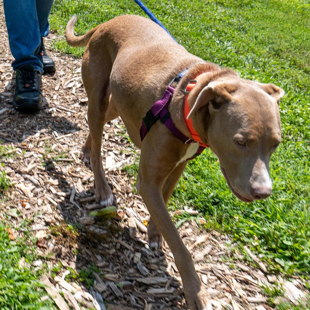 Ronnie, a Adoptable Mixed Breed in Baltimore, MD image 5/6
