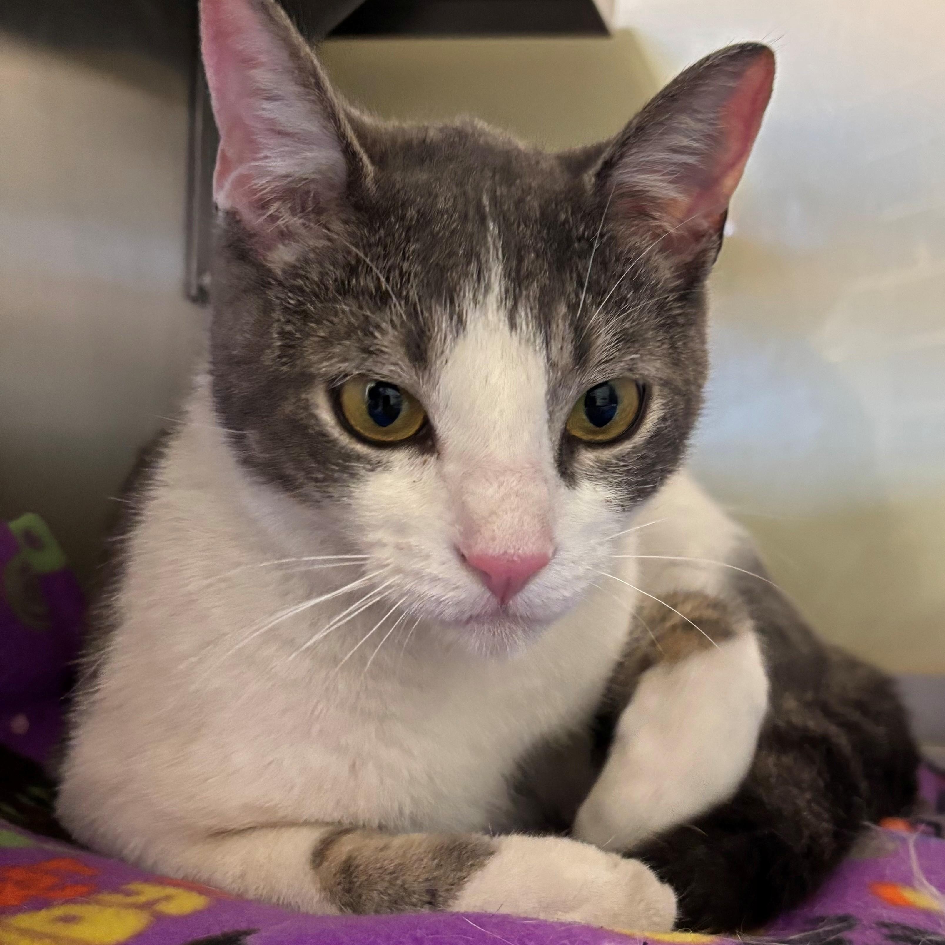 Gambit, adoptable, Adult Male Domestic Short Hair.