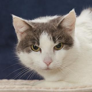 Zipper, Adoptable, Young Female Domestic Short Hair & Domestic Short Hair.