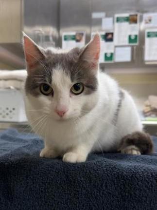 Zipper, Adoptable, Young Female Domestic Short Hair & Domestic Short Hair.