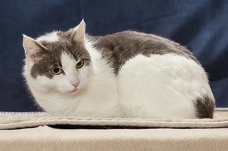 Enlarge Zipper, a Adoptable mixed breed in Chesapeake, VA image 3/3