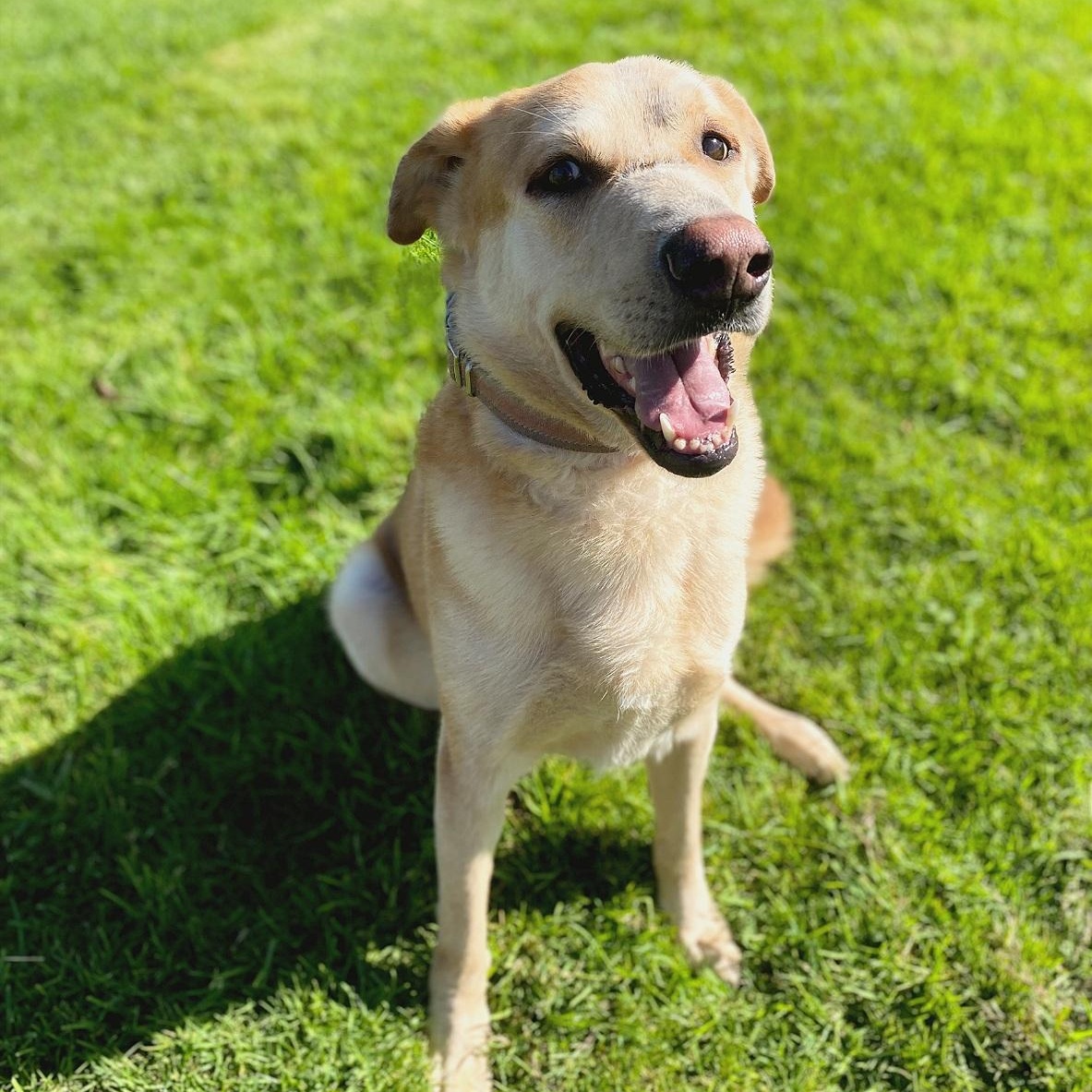 Smoky, Adoptable, Adult Male Labrador Retriever & German Shepherd Dog.