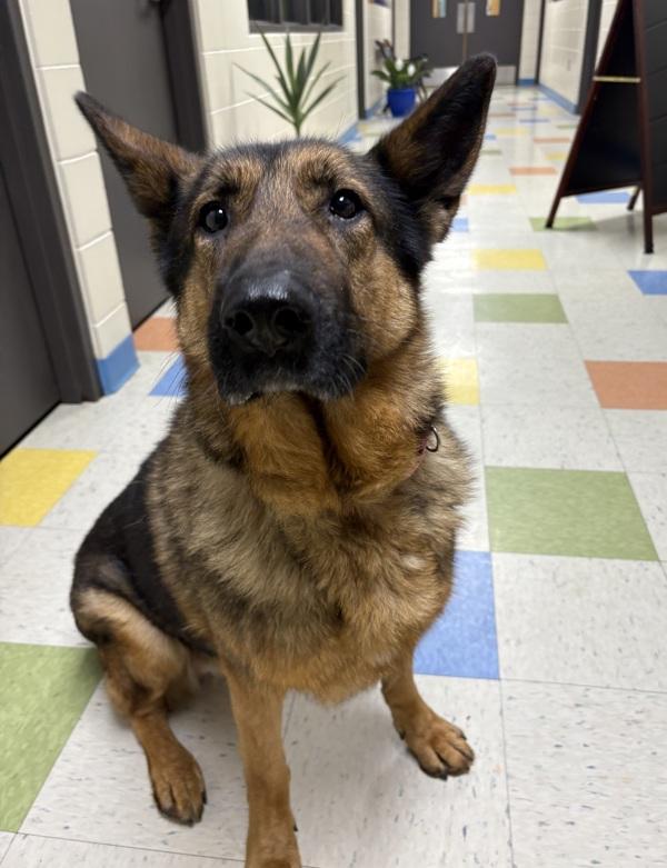 Shelby, Adoptable, Senior Female German Shepherd Dog.
