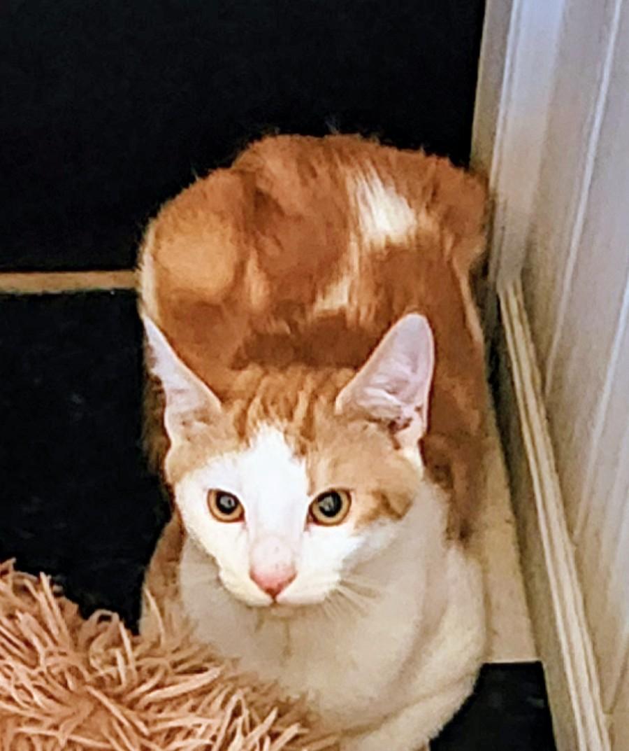 Enlarge Vale, a Adoptable American Shorthair in Denver, NC image 1/3