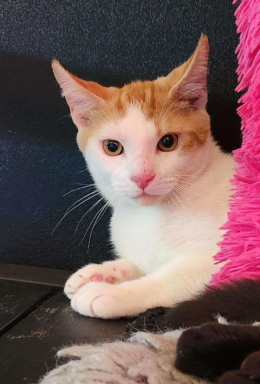 Enlarge Vale, a Adoptable American Shorthair in Denver, NC image 2/3