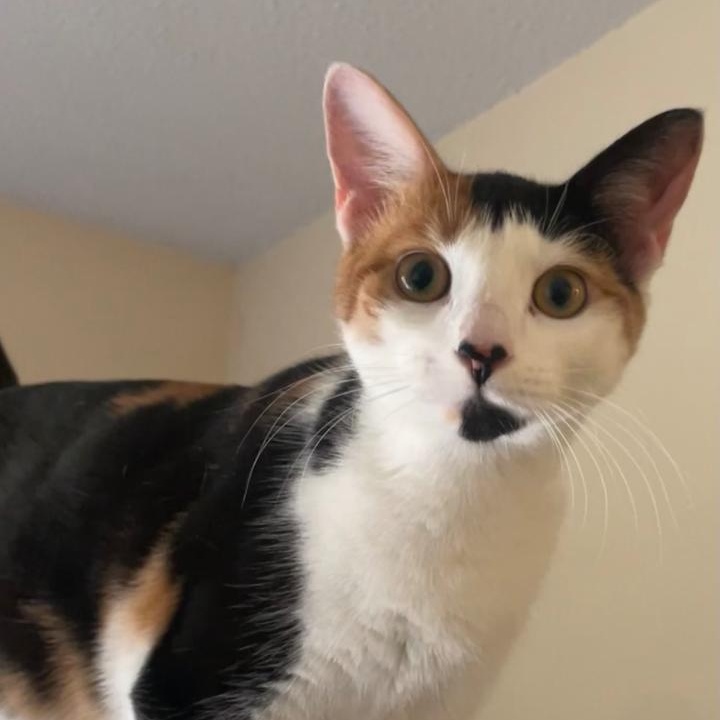Priscilla photo 1