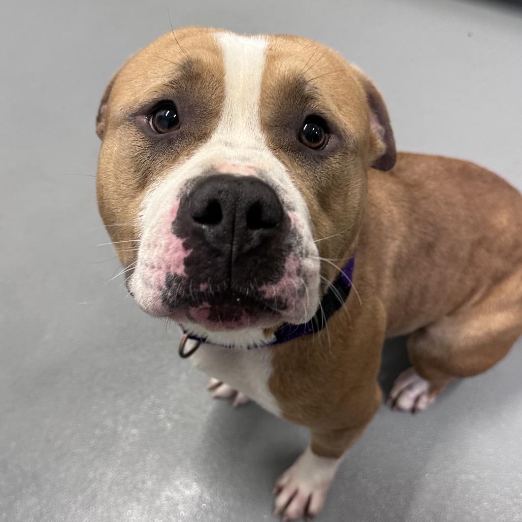 Champ, Adoptable, Adult Male Pit Bull Terrier.