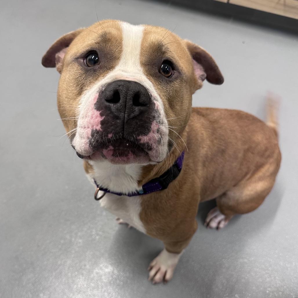 Enlarge Champ, a Adoptable Pit Bull Terrier in Mount Vernon, IN image 2/6