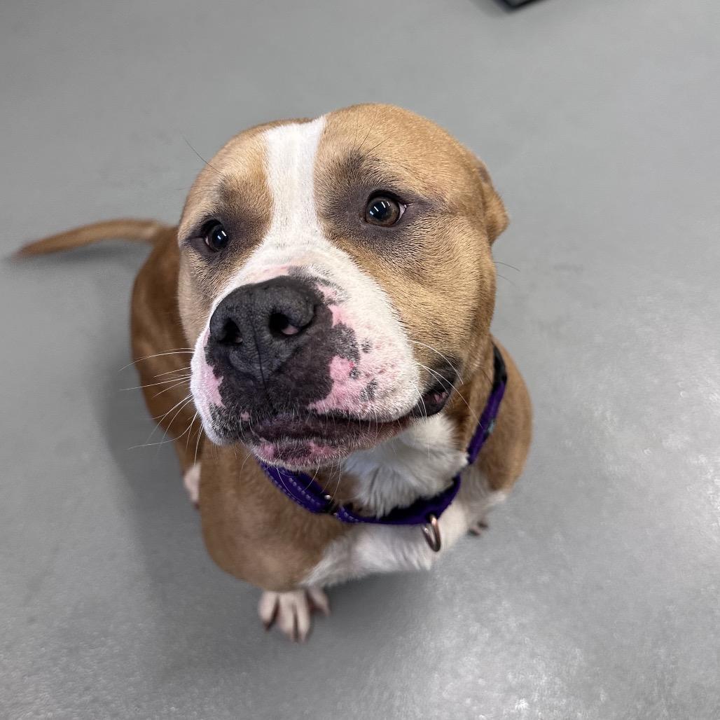 Enlarge Champ, a Adoptable Pit Bull Terrier in Mount Vernon, IN image 3/6