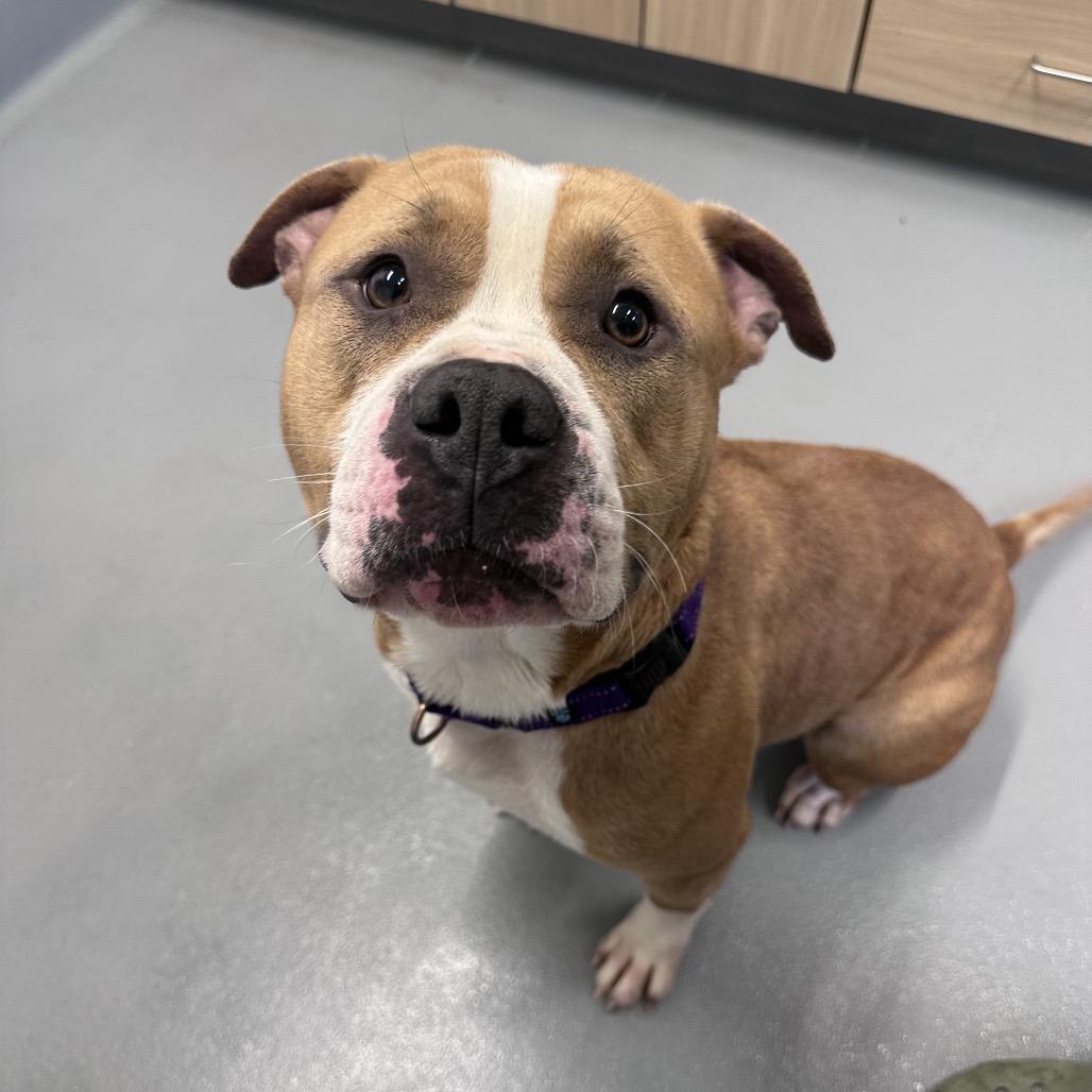 Enlarge Champ, a Adoptable Pit Bull Terrier in Mount Vernon, IN image 4/6