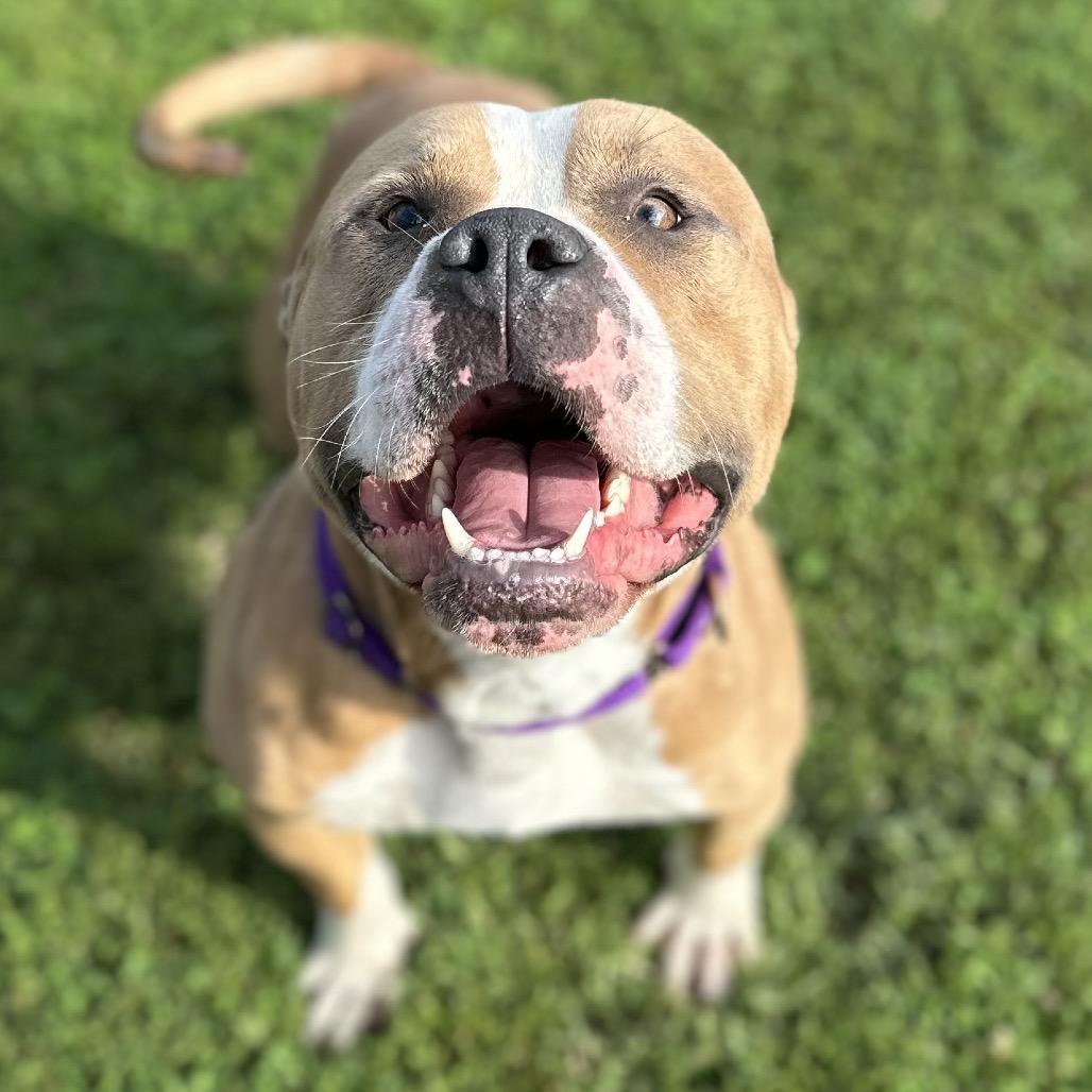 Enlarge Champ, a Adoptable Pit Bull Terrier in Mount Vernon, IN image 5/6