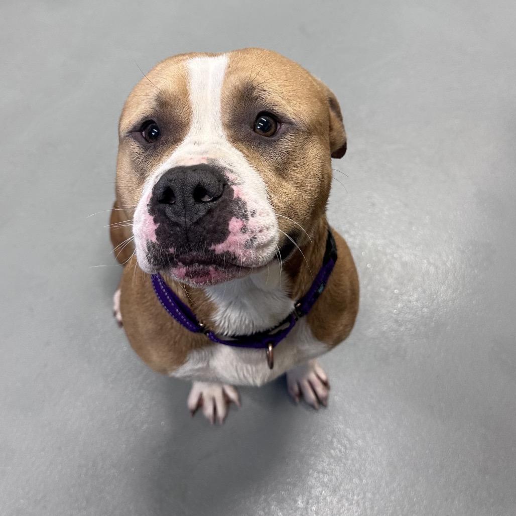 Enlarge Champ, a Adoptable Pit Bull Terrier in Mount Vernon, IN image 6/6