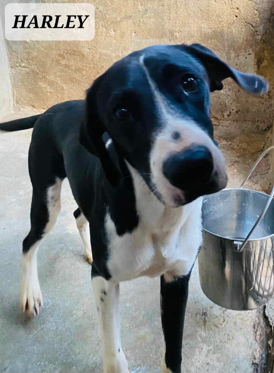 HARLEY, a Adoptable mixed breed in Villalba, PR image 1/3