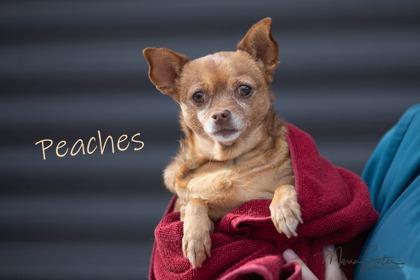 Enlarge Peaches, a Adoptable mixed breed in Scottsdale, AZ image 1/3