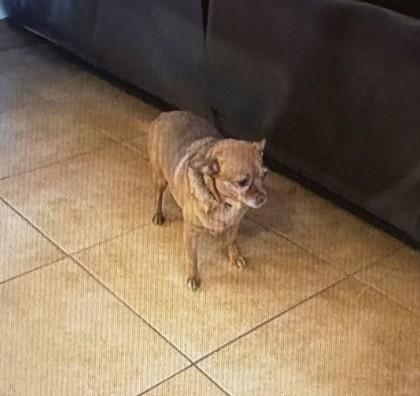 Enlarge Peaches, a Adoptable mixed breed in Scottsdale, AZ image 2/3