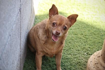 Enlarge Peaches, a Adoptable mixed breed in Scottsdale, AZ image 3/3