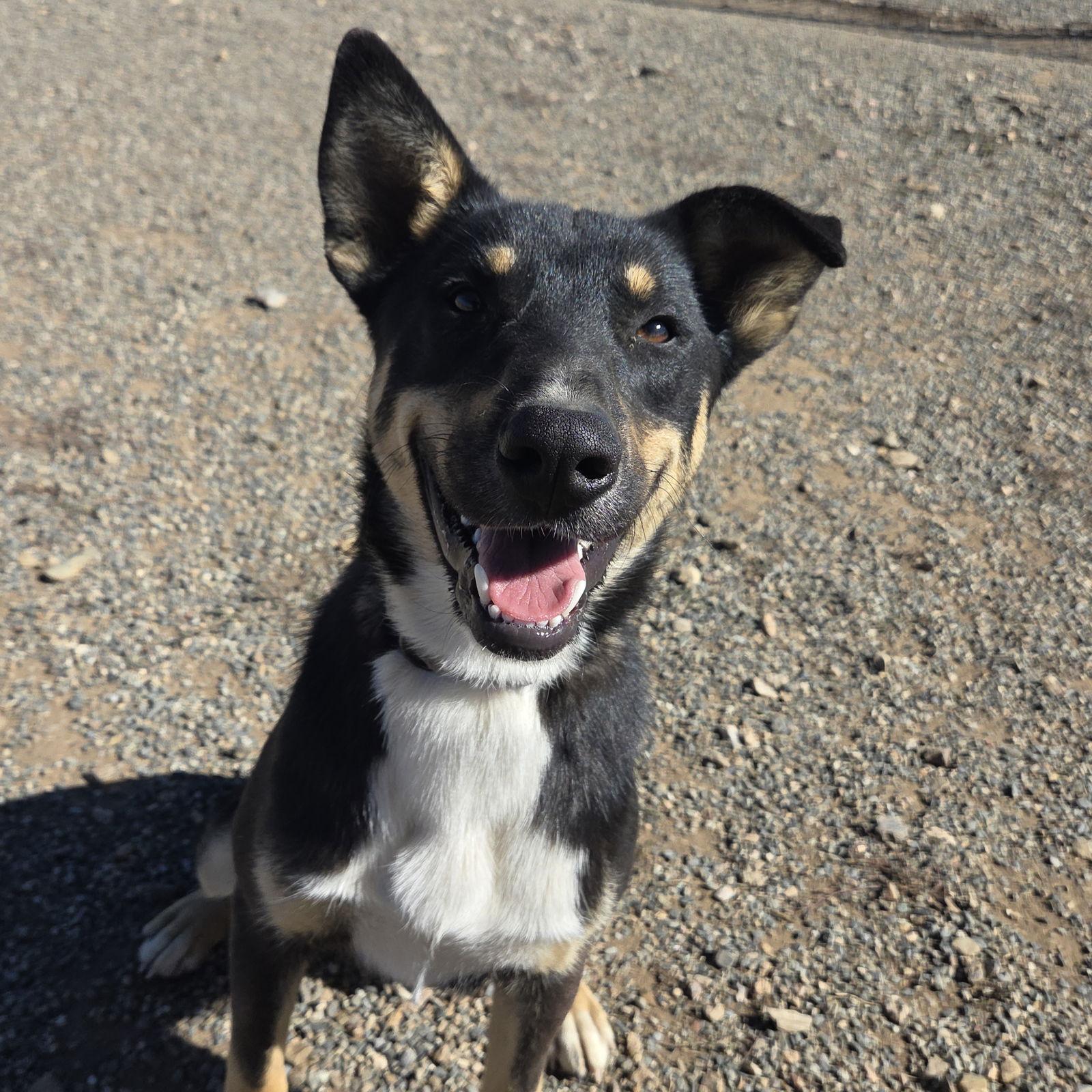 Twix, Adoptable, Young Male Australian Kelpie.