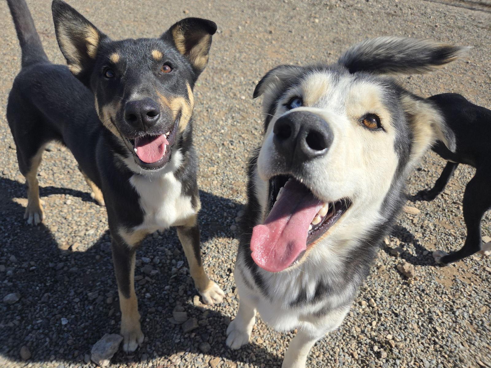 Enlarge Twix, a Adoptable Australian Kelpie in Yreka, CA image 2/3