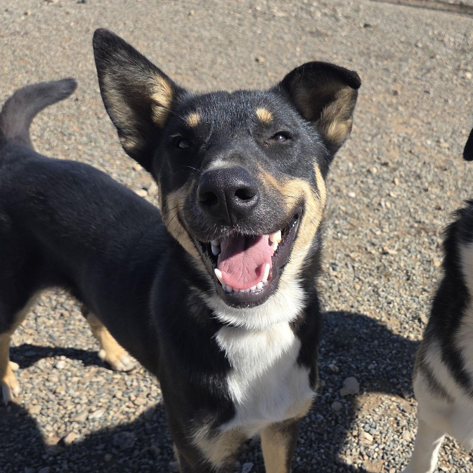 Enlarge Twix, a Adoptable Australian Kelpie in Yreka, CA image 3/3