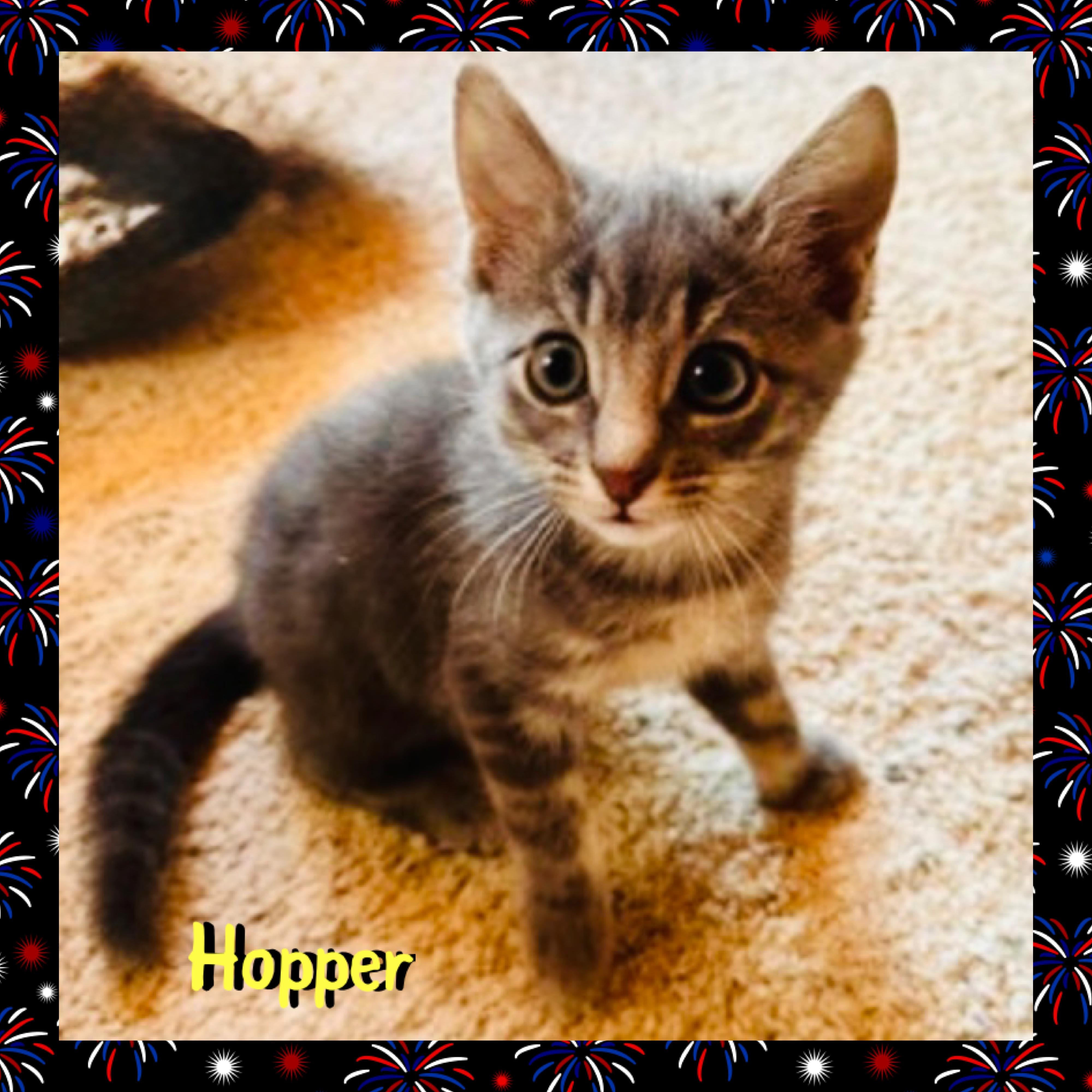 Hopper, an adopted mixed breed in Red Lodge, MT image 2/3