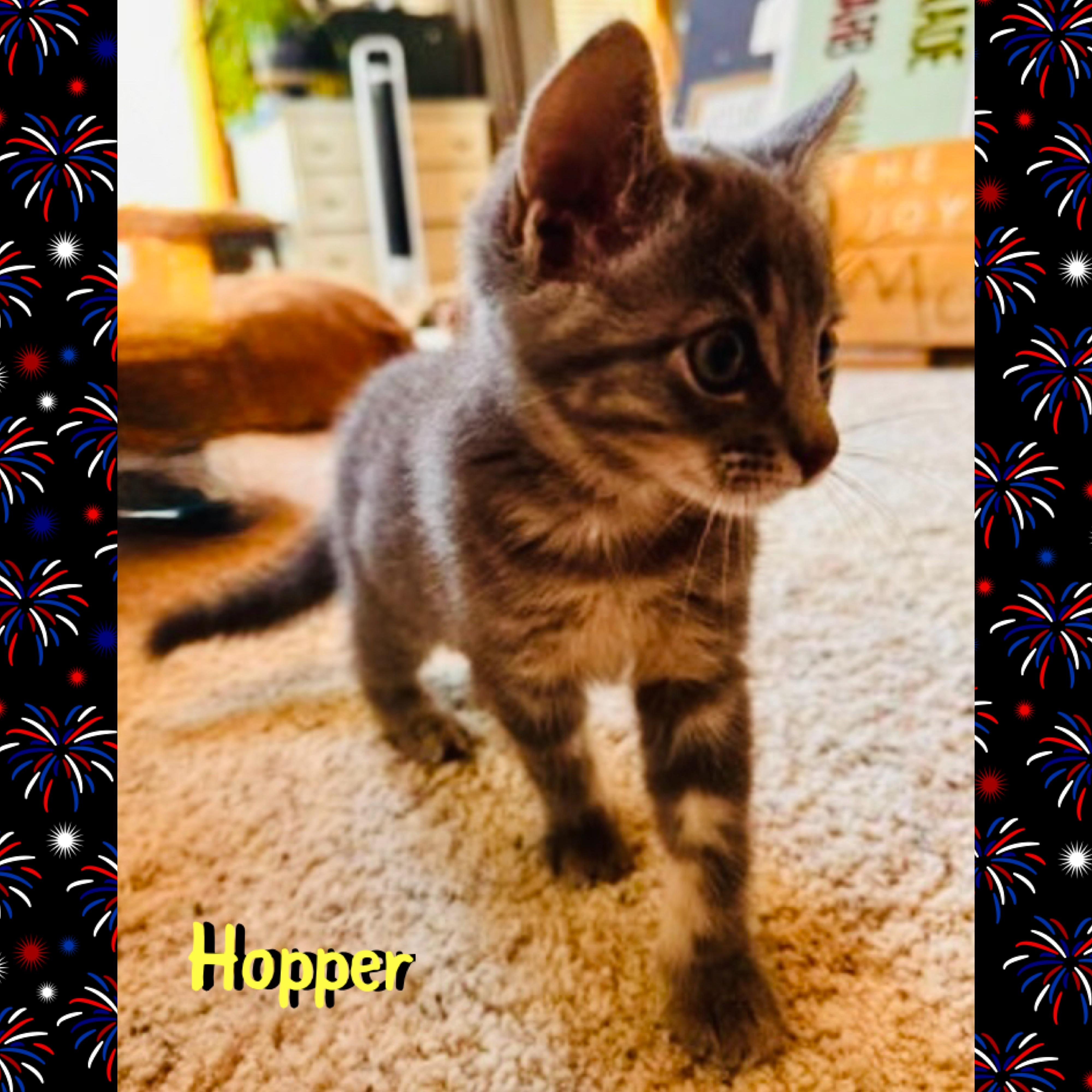 Hopper, an adopted mixed breed in Red Lodge, MT image 3/3