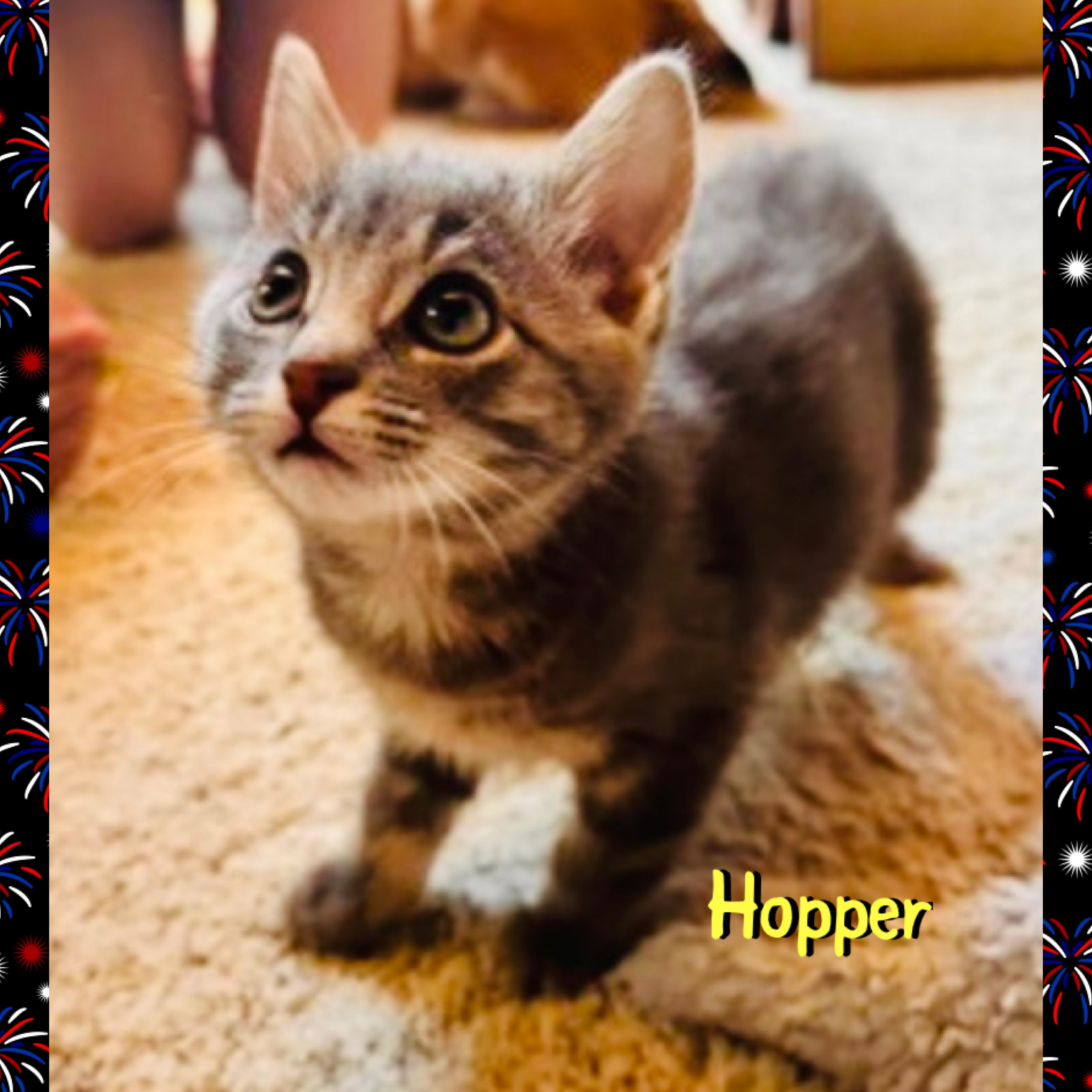 Hopper, an adopted mixed breed in Red Lodge, MT image 1/3
