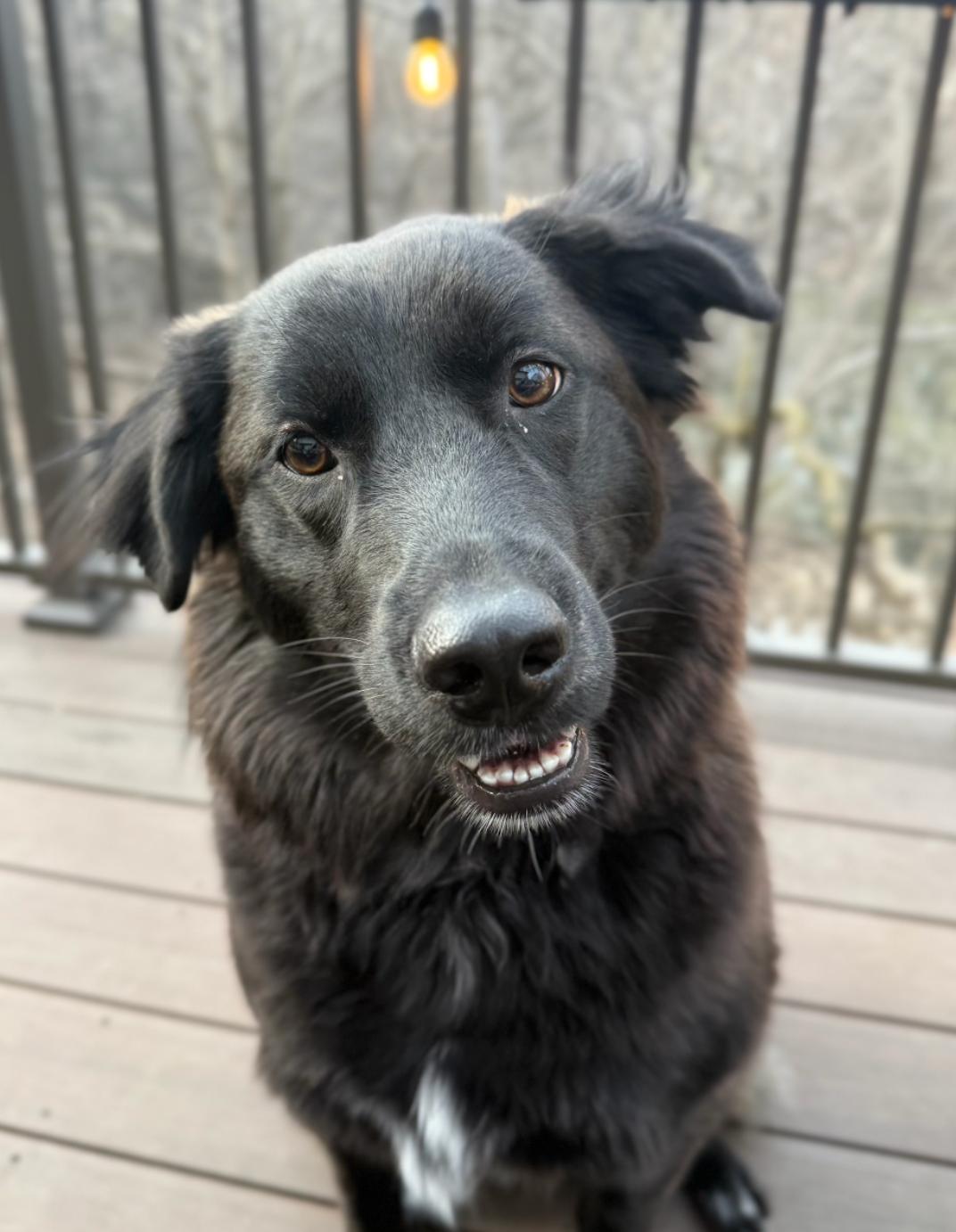 Mara, Adoptable, Adult Female Retriever & Border Collie.