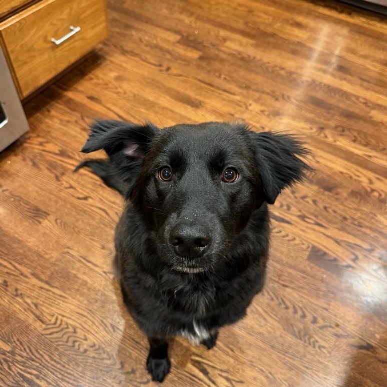Enlarge Mara, a Adoptable mixed breed in Monticello, MN image 2/2