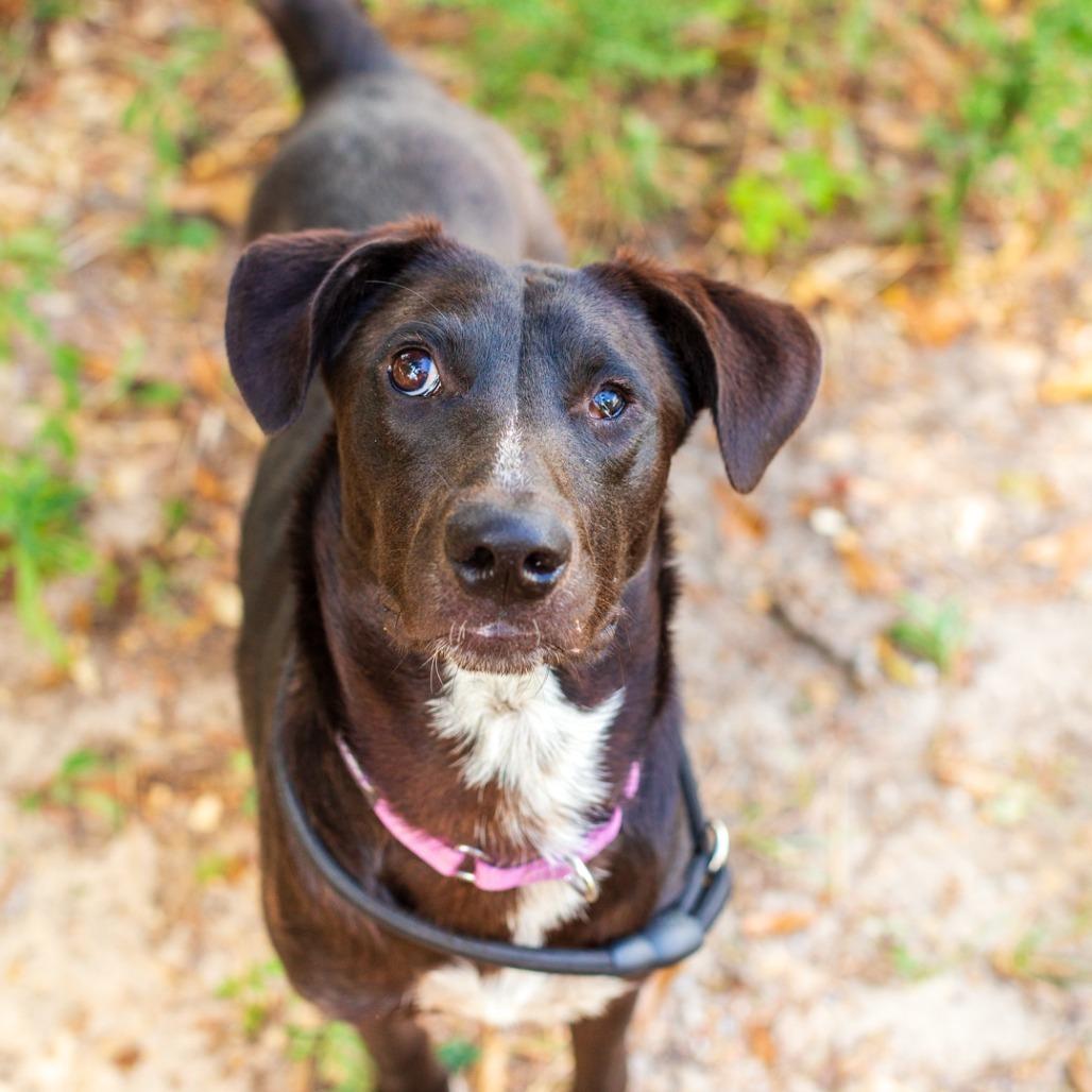 Enlarge Marco, a Adoptable mixed breed in Novelty, OH image 1/6
