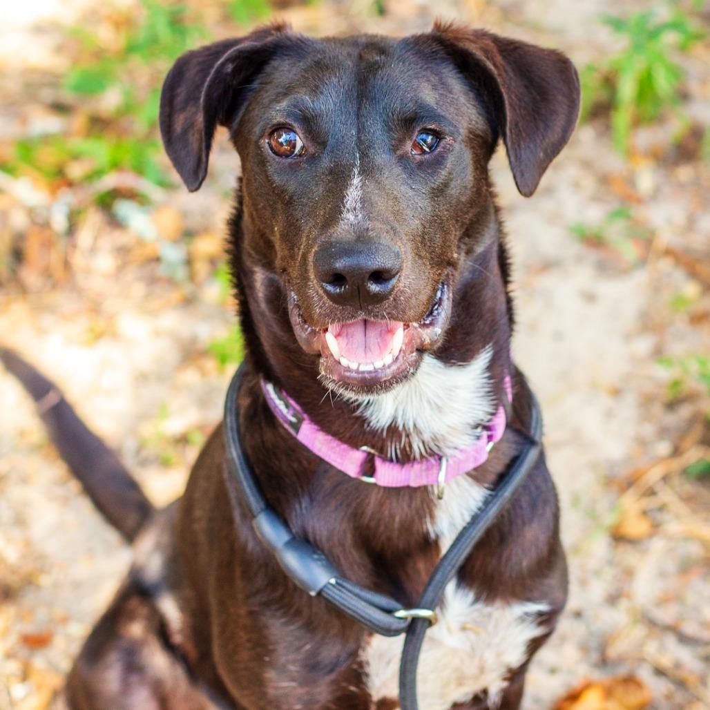 Enlarge Marco, a Adoptable mixed breed in Novelty, OH image 3/6
