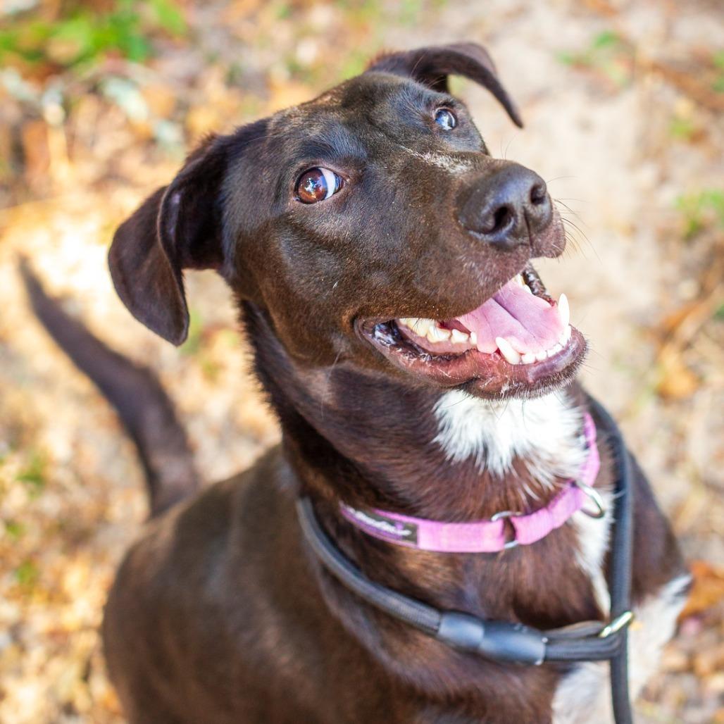 Enlarge Marco, a Adoptable mixed breed in Novelty, OH image 4/6