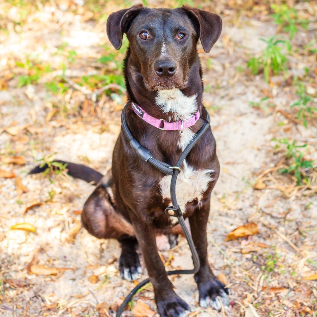 Enlarge Marco, a Adoptable mixed breed in Novelty, OH image 5/6