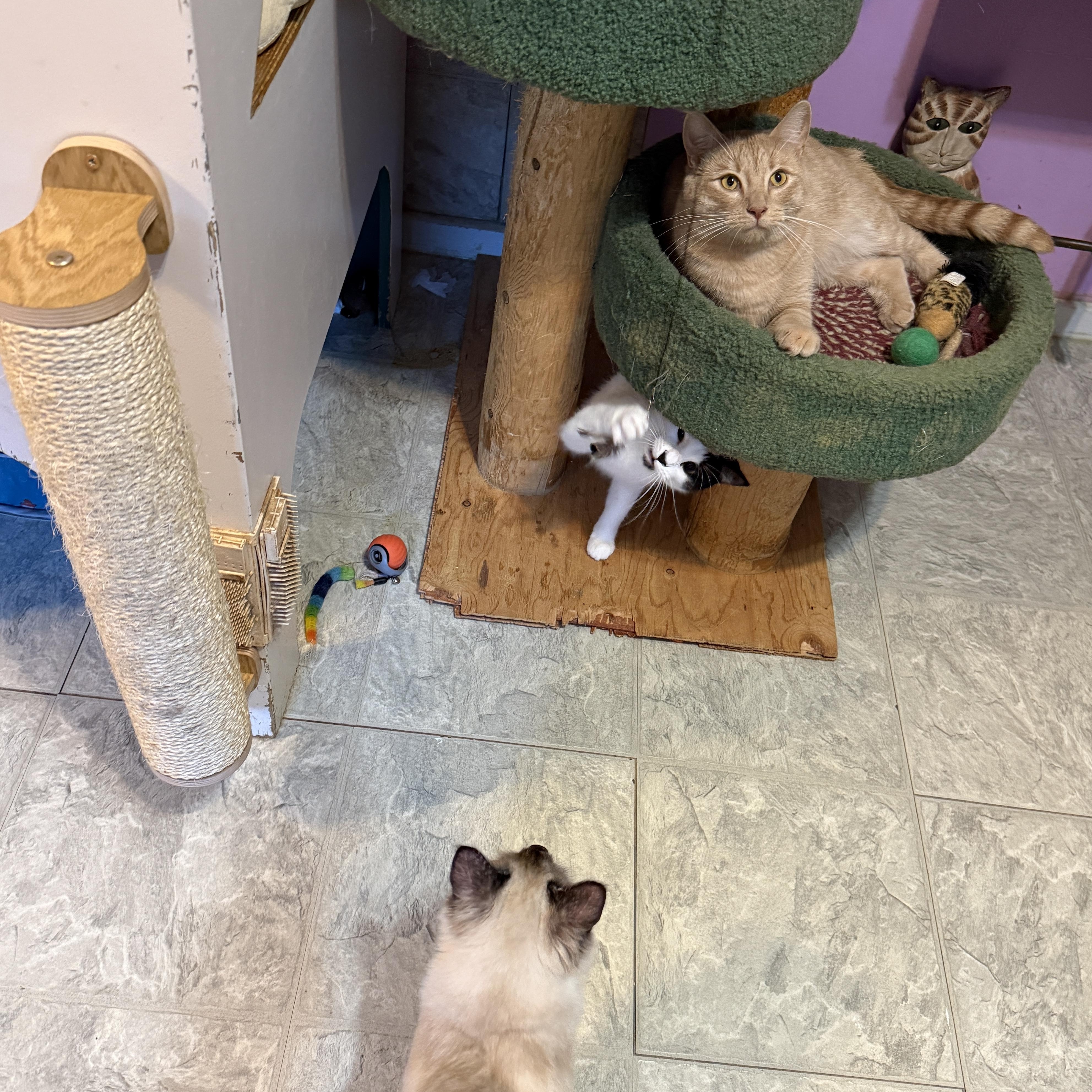 Enlarge Finn, a Adoptable Domestic Short Hair in Huntington, MA image 6/6
