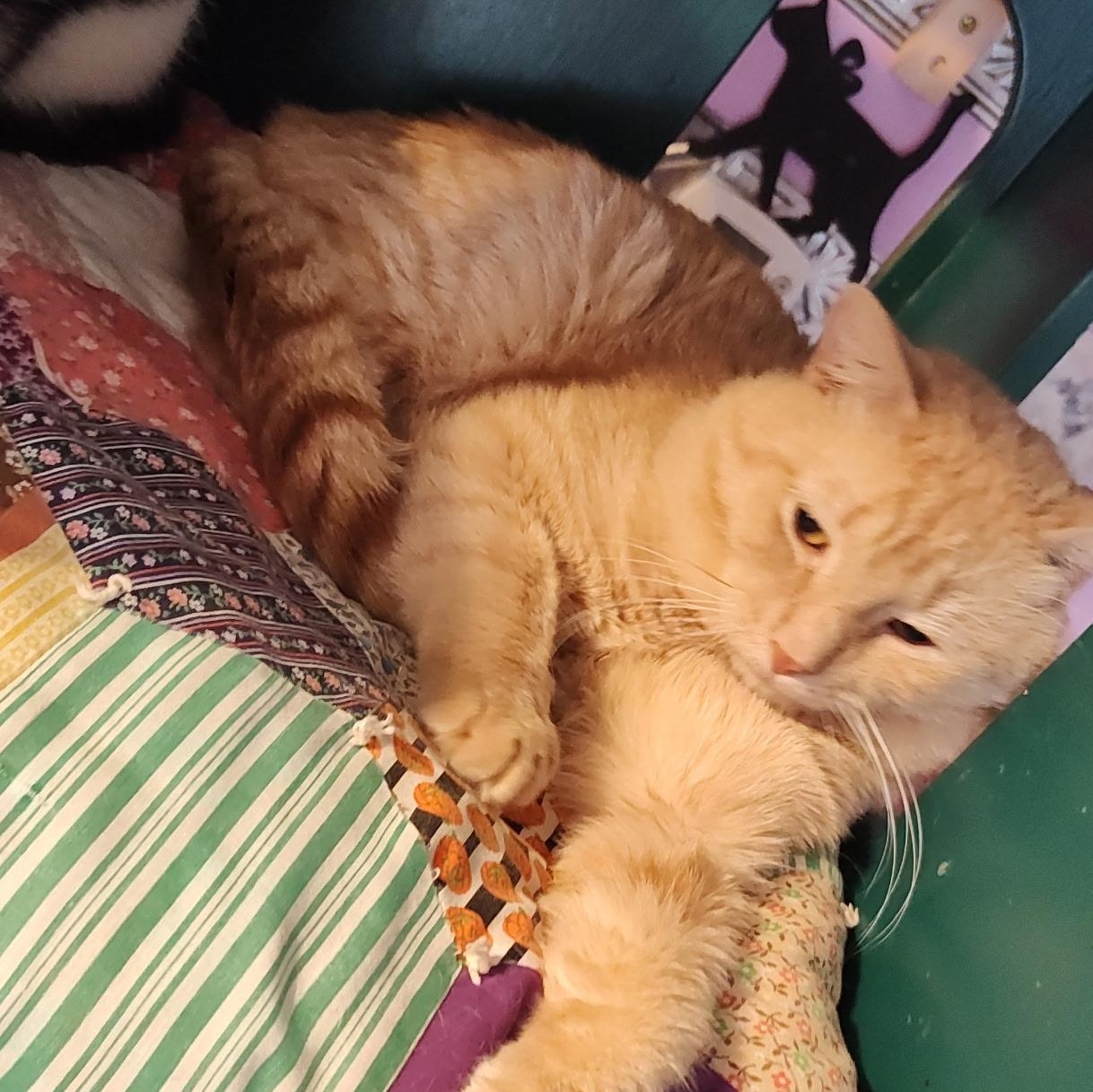 Enlarge Finn, a ADOPTABLE Domestic Short Hair in Huntington, MA image 5/6