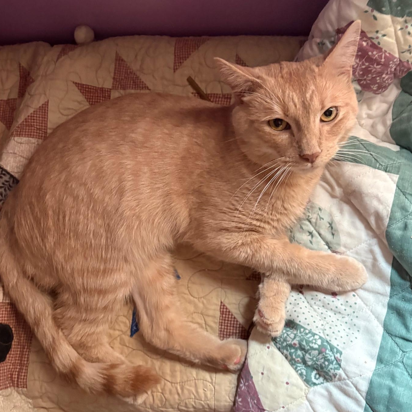 Enlarge Finn, a ADOPTABLE Domestic Short Hair in Huntington, MA image 4/6