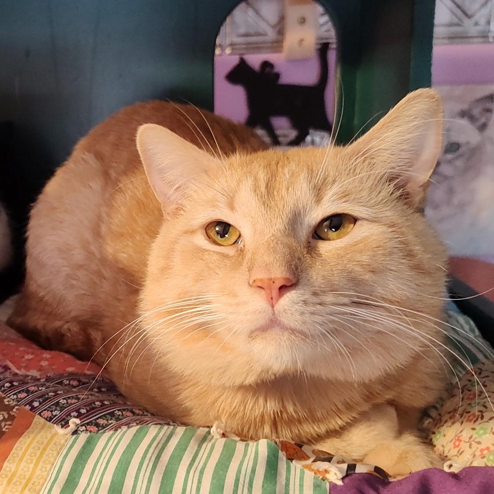 Enlarge Finn, a ADOPTABLE Domestic Short Hair in Huntington, MA image 2/6