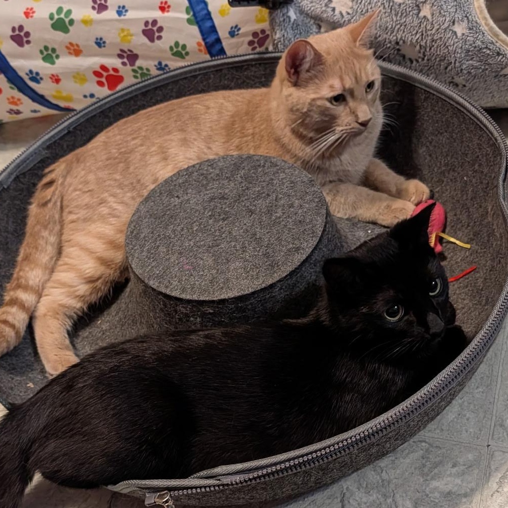 Enlarge Finn, a ADOPTABLE Domestic Short Hair in Huntington, MA image 6/6